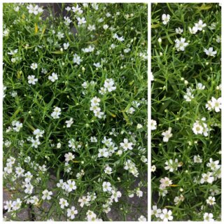 Mauer Gypskraut - Schleierkraut weiß -  knuddelig / flach Blüten- Deko ~ im Topf jetzt knospig/blühend~ Sommerzauber