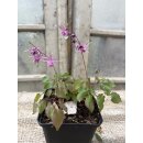 Epimedium Lilafee  im Topf gewachsen~ zauberhafte Garten...