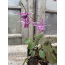 Epimedium Lilafee  im Topf gewachsen~ zauberhafte Garten...