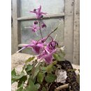 Epimedium Lilafee  im Topf gewachsen~ zauberhafte Garten - Elfenblume