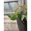 Epimedium Lilafee  im Topf gewachsen~ zauberhafte Garten - Elfenblume