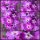 Phlox Purlpe Eye ~großer Topf C3~ zauberhaftes Kleinod in violett-purpur