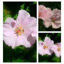 Geranium - Storchschnabel -  Apfelblüte ~ charmantes Schätzchen