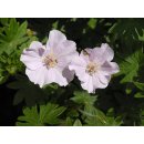 Geranium - Storchschnabel -  Apfelblüte ~ charmantes Schätzchen