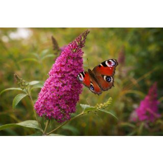 Sommerflieder Royal Red ~ Buddleja 60/100 cm 3 Liter XL Topf  ~ duftender purpurroter Schmetterlingsflieder