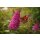 Sommerflieder Royal Red ~ Buddleja 60/100 cm 3 Liter XL Topf  ~ duftender purpurroter Schmetterlingsflieder