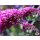 Sommerflieder Royal Red ~ Buddleja 60/100 cm 3 Liter XL Topf  ~ duftender purpurroter Schmetterlingsflieder