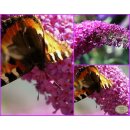 Buddleja Pink Delight im entzückenden Farbcharme...