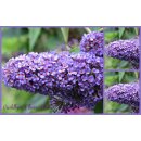 Buddleja Ellens Blue 60/100 cm im großen Topf~...