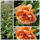 Rose Hansestadt Rostock -R- ~ Flowers in beliebter  &...