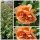 Rose Hansestadt Rostock -R- ~ Flowers in beliebter  & toller Farbe ~C4 Topf ~