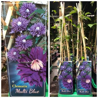 Clematis Multi Blue~gefüllte Blüte ~ Kletterpflanze ~ New