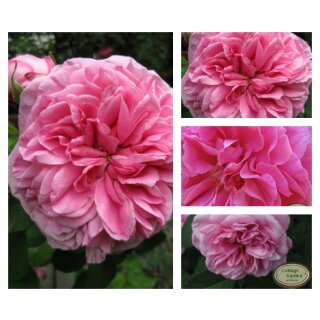 Englische Rose Gertrude Jekyll ~ C4~ David Austin ~Duftrose ..wundervoller Duft nach alten Rosen