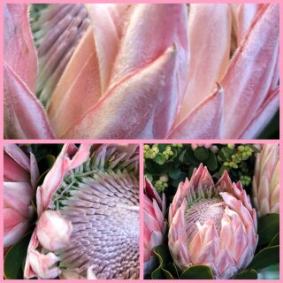 Frische Protea Königsprotea ~ exotisch & anmutig ~ haltbare Schnitt - Blume für Herbst & Winterdeko