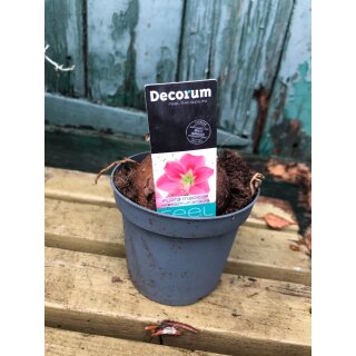 Mini Amaryllis Kolibri Pink im Topf ~ zauberhafte Winterblüte ~ pflegeleichte Amaryllis Deko ~ Geschenkidee Weihnachten