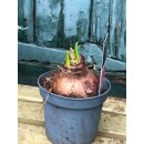 Mini Amaryllis Kolibri im Topf - Pink- ~ zauberhafte...