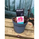 Mini Amaryllis Kolibri Pink im Topf ~ zauberhafte...