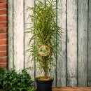 Säulen-Faulbaum Fine Line® – Rhamnus...