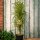 Säulen-Faulbaum Fine Line® – Rhamnus frangula ca. 60 cm – für schmale Hecken & kleine Gärten