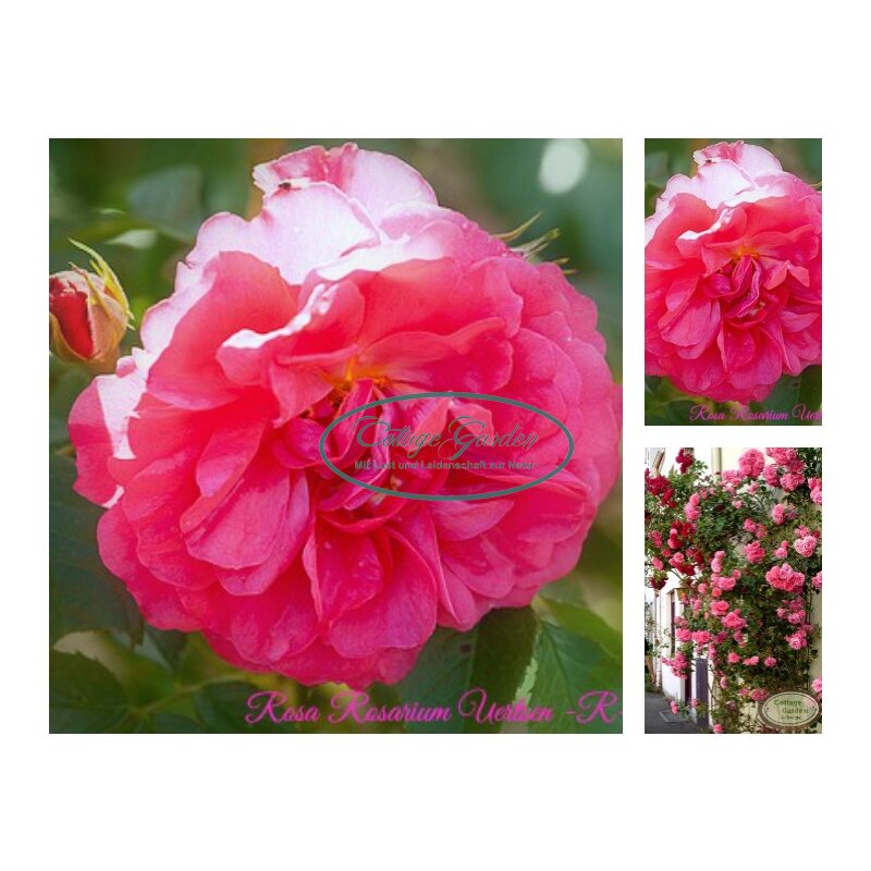 Rose Rosarium Uetersen Rstarke Qualität im großen 5 Liter XL Topf