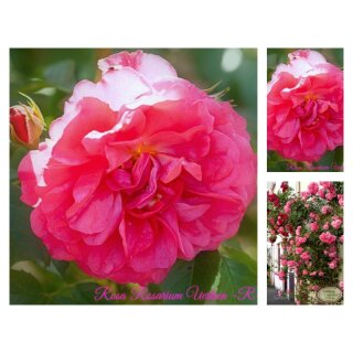 Rose Rosarium Uetersen -R-starke Qualität im 4 Liter Topf ~ eine überzeugend zauberhafte Kletterrose