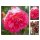 Rose Rosarium Uetersen -R-starke Qualität im 4 Liter Topf ~ eine überzeugend zauberhafte Kletterrose