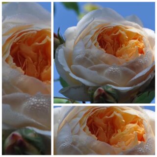 Englische Duft-Rose Bathsheba -R- herrlich duftende Kletterrose ~im großen XL Topf ~ David Austin Rose