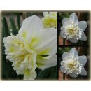 Gefüllte Narzisse Ice King...