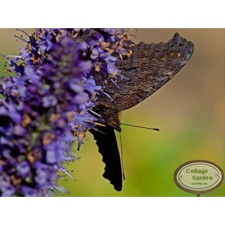 Blaunessel ~ Agastache Black Adder ~ Schmetterlingsmagnet~ großer 3 Liter Topf