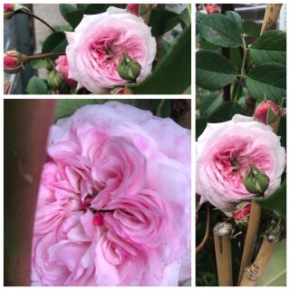 The Albrighton Rambler -R ~ Englische Rambler Rose ~ im XL Topf gewachsen ~zartrosa ~