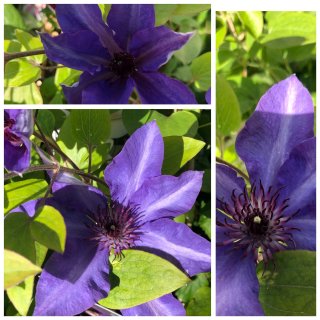 Clematis The President 60/100 kräftige Qualtät~ verschwenderische Blütenpracht in Samtigen..blau-violettes Blüten-Juwel