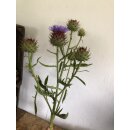 Artischockenblüten verzweigt ~Deko- Blüte ~ zum...