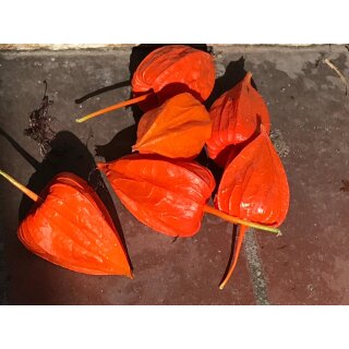 Physalis- Lampionblume Frucht ~ Herbstdeko 10 Stk~  schöne orange Dekoqualität
