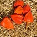 Physalis Lampionblume – 10 Stück schön...