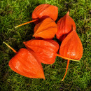 Physalis Lampionblume – 10 Stück schön...