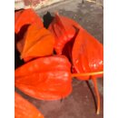 Physalis- Lampionblume Frucht ~ Herbstdeko 10 Stk~  schöne orange Dekoqualität