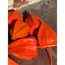 Physalis- Lampionblume Frucht ~ Herbstdeko 10 Stk~  schöne orange Dekoqualität