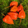 Physalis Lampionblume – 10 Stück schön ausgefärbte orange Früchte für Herbstdeko ~ Naturdeko