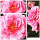 Kletterrose Camelot-R-  ~rosa/pink ~ C4 Topf ~