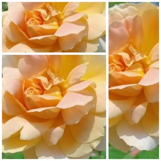 Englische Rose Molineux -R- David Austin ~ im großen 10 Liter Topf~sonnengelber Blütenzauber