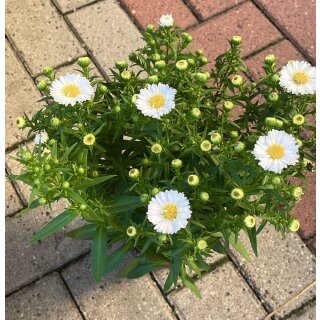 Kissenaster in weiß - jetzt knospig/blühend- im Topf gewachsen~ weiße Blütensterne im Rampenlicht..Bienen und Schmetterlingsfreundlich