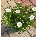 Kissenaster in weiß - jetzt knospig/blühend-...
