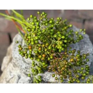 Mini Hagebutten grün -Rose  multiflora -  mit 10 schönen verzweigten Hagebuttenzweigen ~ Herbstdeko