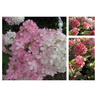 Hortensie Vanille Fraise ~ im großen Topf 60/100cm ~kräftige Qualität~Rispenhortensie~ romantischer Blütenzauber Vanille trifft auf Erdbeer