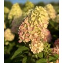 Hortensie Vanille Fraise ~ im großen Topf 60/100cm...