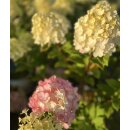 Hortensie Vanille Fraise ~ im großen Topf 60/100cm ~kräftige Qualität~Rispenhortensie~ romantischer Blütenzauber Vanille trifft auf Erdbeer
