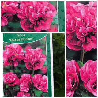 Hibiskus  Duc de Brabant~ Garteneibisch im C3 Topf~ 50/70 gefüllte Blüte