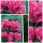 Hibiskus  Duc de Brabant~ Garteneibisch im C3 Topf~ 50/70 gefüllte Blüte