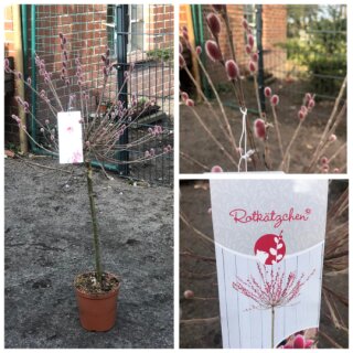 Salix Mount Aso Hochstamm 80 cm – Rosa Weidenkätzchen im Topf | Zierweide Bienenweide