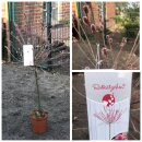 Salix Mount Aso Hochstamm 80 cm – Rosa...